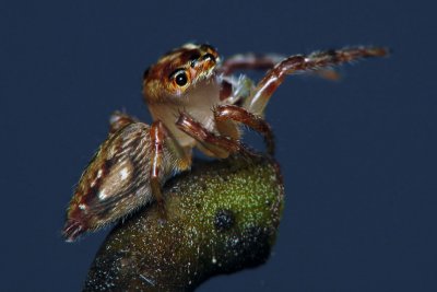 Portrait of a Spider4.jpg
