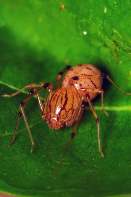SAC Spider.jpg