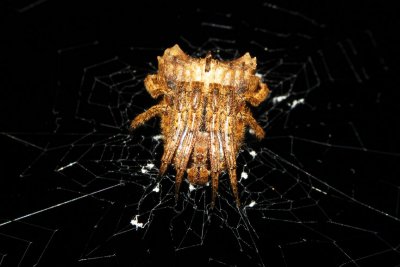 PRP70821012 Orb Weaver.jpg