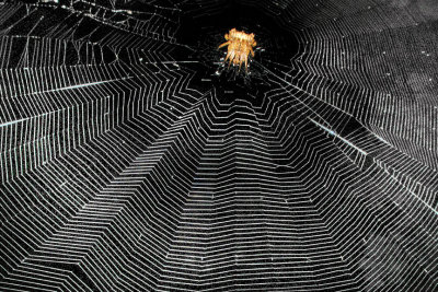 Web.jpg