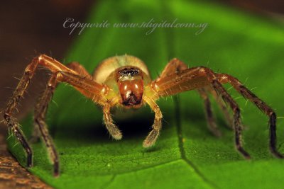 PRP70827006 SAC Spider.jpg