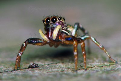 Wide Jaw Spider.jpg