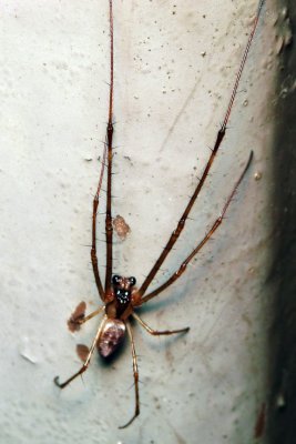 PRP70829009 Spider.jpg