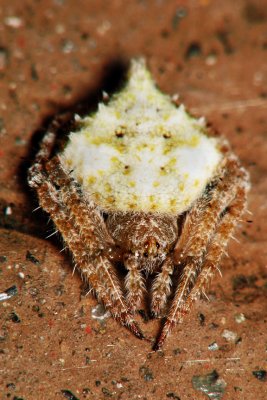 PRP70829010 Spider.jpg