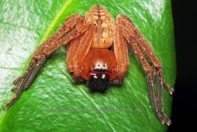 PRP70829013 Spider.jpg