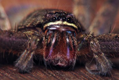 PRP70829015 Spider.jpg