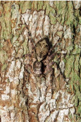 PRP70829018 Spider Camouflage.jpg
