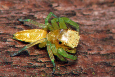 PRP70829019 Spider .jpg