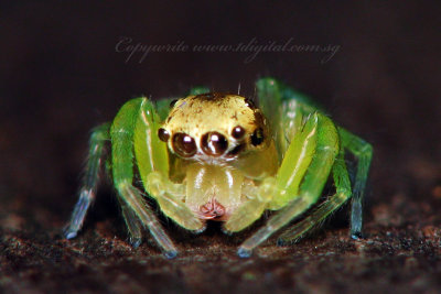 PRP70829020 Spider .jpg