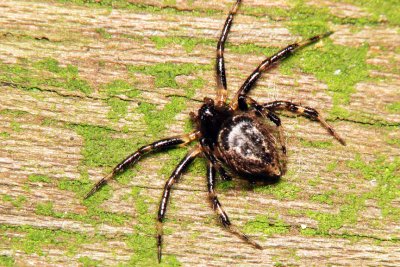 PRP70829021Spider .jpg