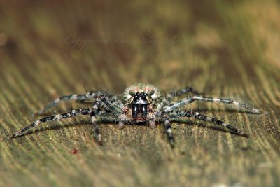 Wolf Spider2 .jpg