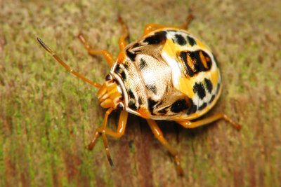 PRP70829003 Ladybug.jpg
