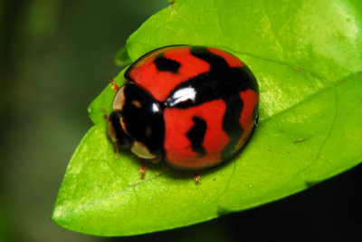 bGZ010 Guanzhou Ladybug.jpg