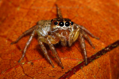UP70824004 Jumping Spider.jpg