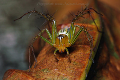 UP70824008 Lynx Spider.jpg