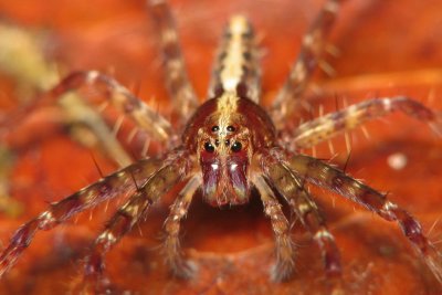 710011 Spider.jpg