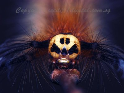 LP71001019 Skull Face Caterpillar.jpg