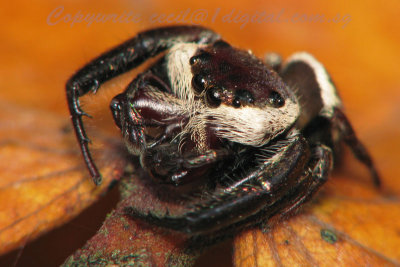 7SBuloh1003022 Spider.jpg