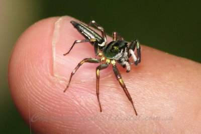 Bolly71003011 Flamethrower Spider.jpg
