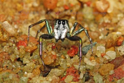 Bolly71003015 Flamethrower Spider.jpg
