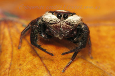 SBuloh71003021 Spider.jpg