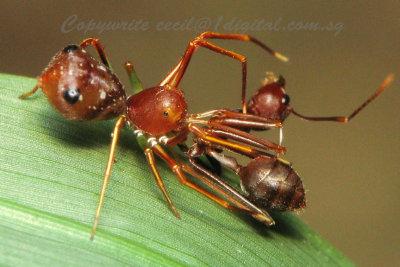 SBuloh71003034 Ant Mimic Spider with prey.jpg