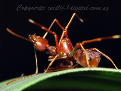 SBuloh71003036 Ant Mimic Spider with prey.jpg