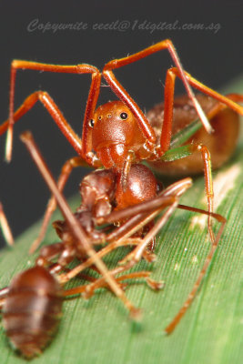 SBuloh71003042 Ant Mimic Spider with prey.jpg