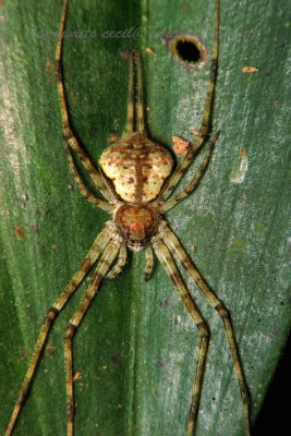 LP71009002 Two Tail Lichin spider .jpg
