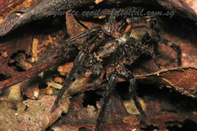 LP71009003 Camouflaged Spider.jpg