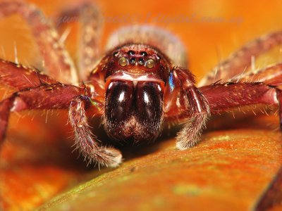 LP71010017 Spider.jpg