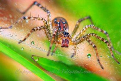 UP71012013 Spider.jpg