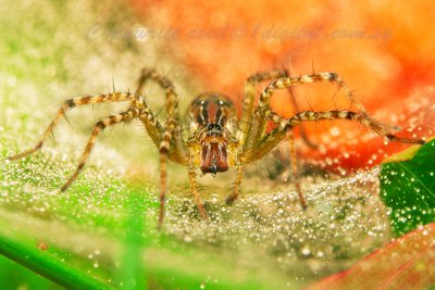 UP71012014 Spider.jpg
