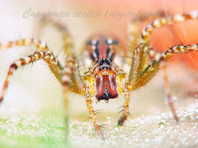 UP71012016 Spider.jpg