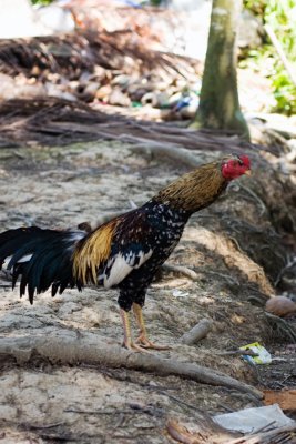 IMG_2953 MekongRiver013 Cockerel.jpg