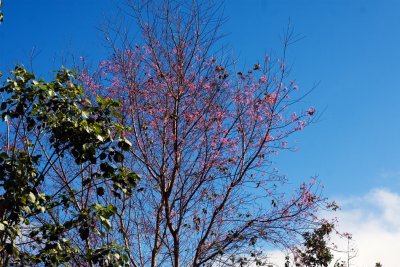 IMG_3364 Dalat Cherry Blossom.jpg