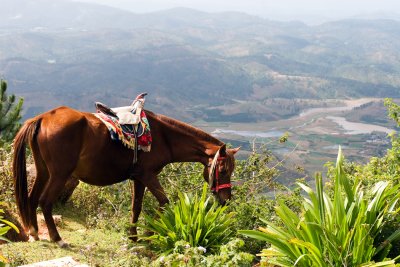 IMG_3449 Dalat Langbiang Horse.jpg