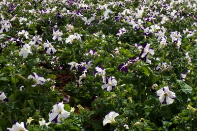 IMG_3543 Dalat Square Flowers.jpg