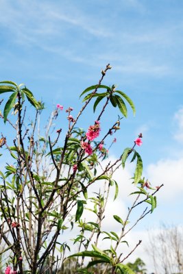 IMG_3794 Dalat Flower Garden .jpg