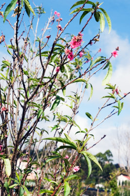 IMG_3795 Dalat Flower Garden .jpg