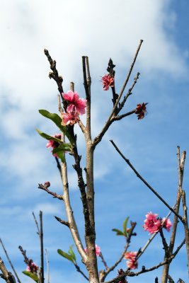 IMG_3803 Dalat Flower Garden .jpg