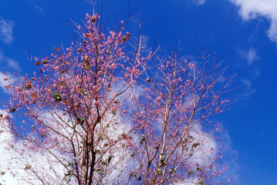 Cherry Blossom.jpg