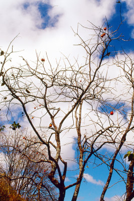 Persimmon Tree.jpg