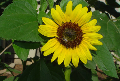 FLO_0002.JPG