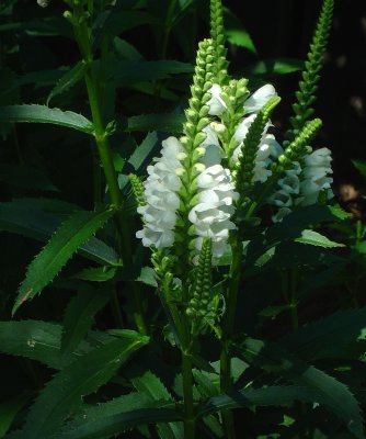 FLO_0009.JPG