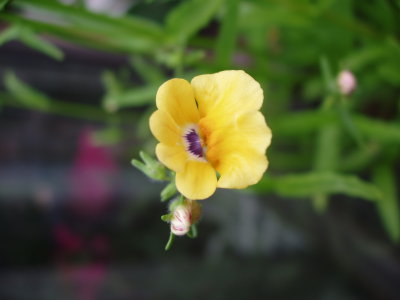 FLO_0024.JPG