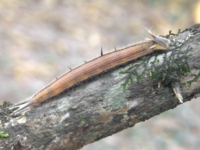 PICT1290.JPG