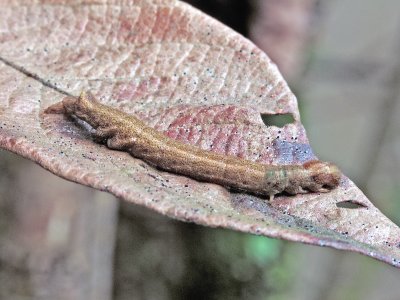 PICT1329.JPG