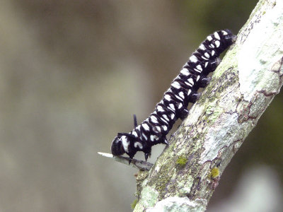 PICT2533.jpg