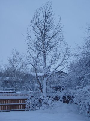 06SNO015.JPG